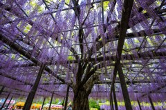 20250426_玉敷公園_DSC_9943-2