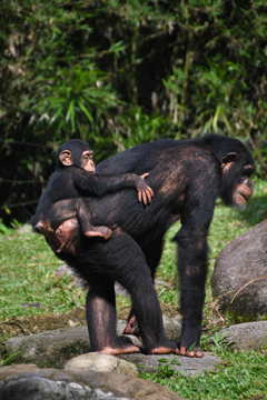 出張5日目 シンガポール動物園 チンパンジー