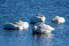 20260103 城沼 DSC_9796-3