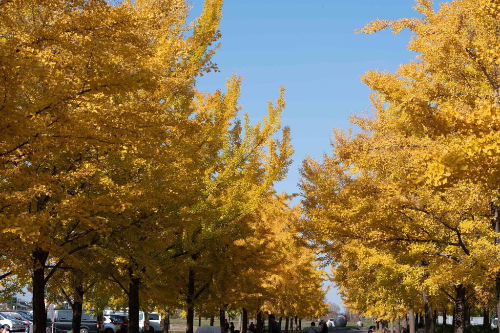 加須はなさき公園_20251116_DSC_3408-2