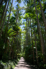 沖縄出張05_東南植物楽園