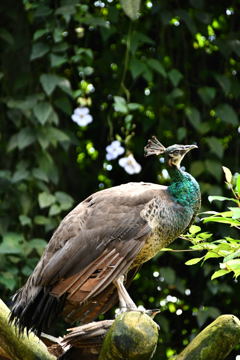 出張41日目 ジュロンバードパーク