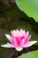 西日本出張_20250903_栗林公園_DSC_2243-2