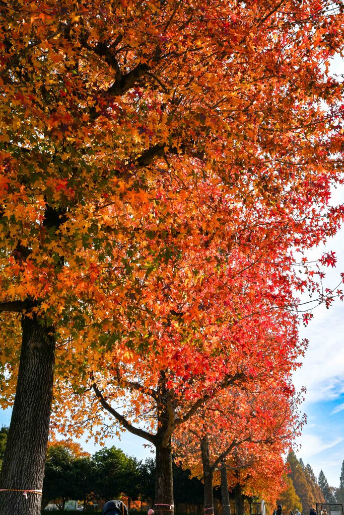 加須はなさき公園_20251124_DSC_9619-2