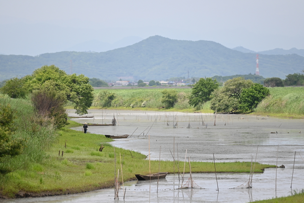 渡良瀬遊水地 20220515_1