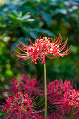20251002_権現堂_DSC_3171-2