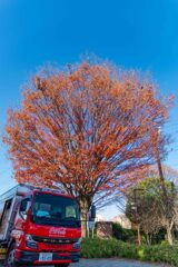 加須はなさき公園_20251130_DSC_9670-2