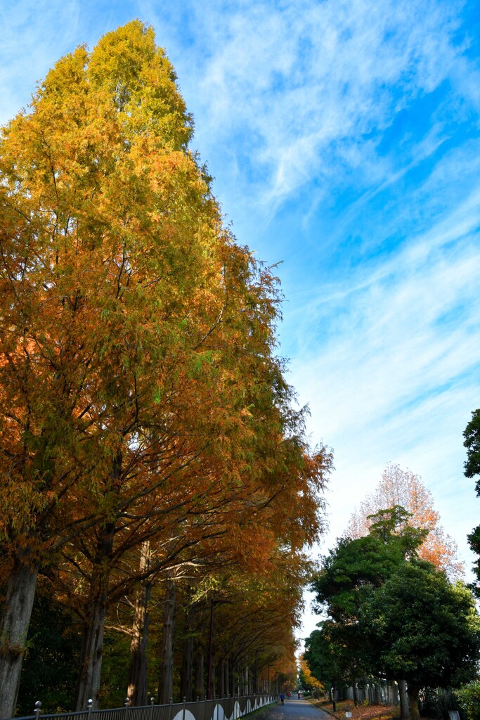 加須はなさき公園_20251124_DSC_9635-2