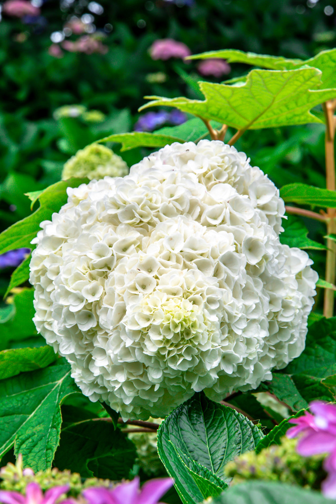20250608_権現堂_DSC_1115-3