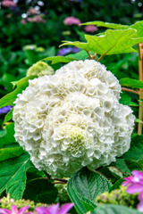 20250608_権現堂_DSC_1115-3