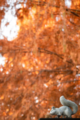 加須はなさき公園_20251130_DSC_9683