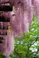 20250426_玉敷公園_DSC_0039-2