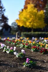 加須はなさき公園_20251130_DSC_9680_2