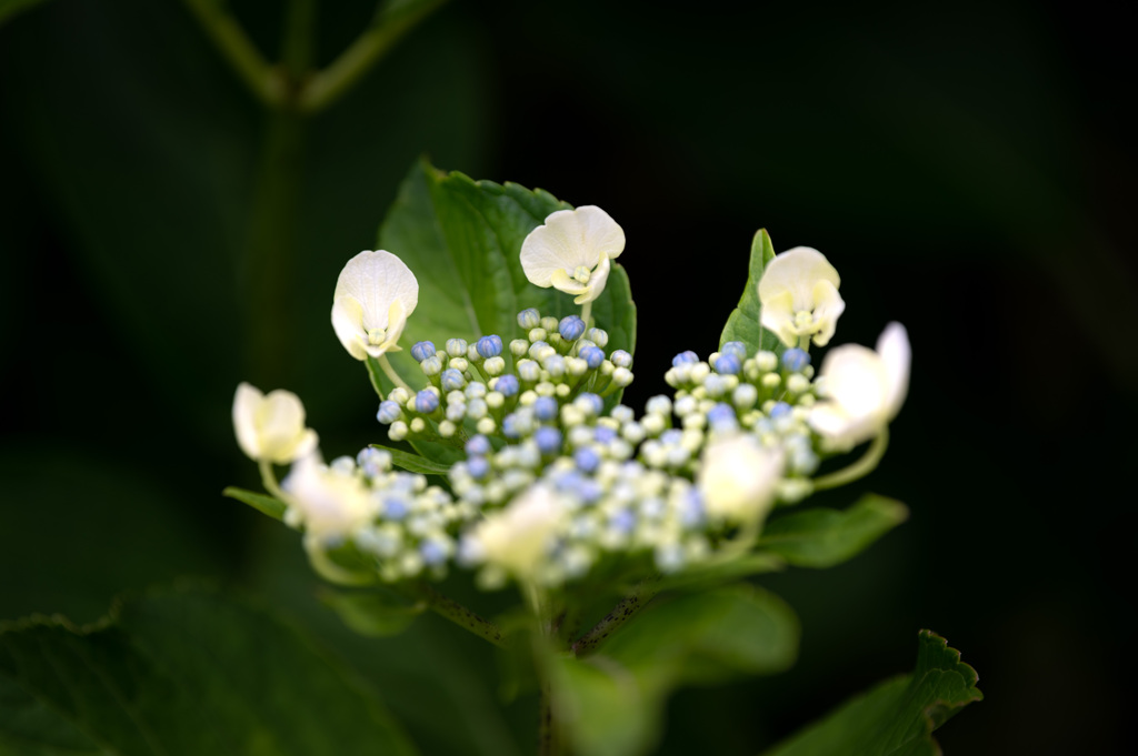 20250601_権現堂_DSC_0834-3