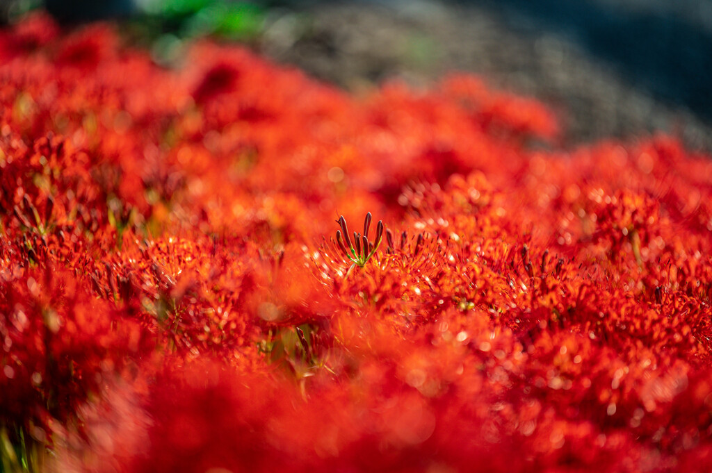20251002_権現堂_DSC_3201-2