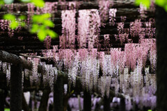 20250426_玉敷公園_DSC_0087-2