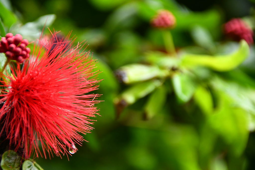 出張35日目 シンガポール植物園