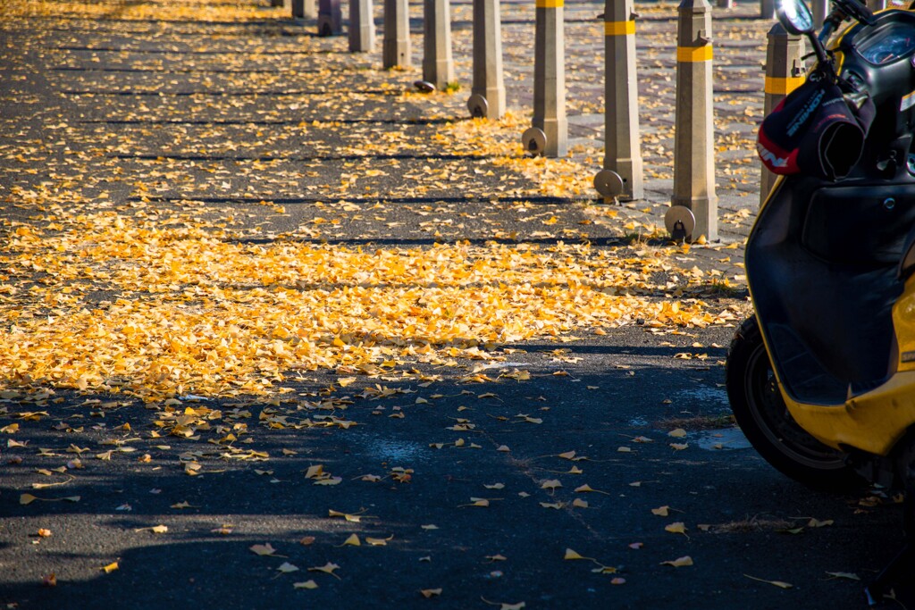 加須はなさき公園_20251130_DSC_9703-2