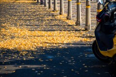 加須はなさき公園_20251130_DSC_9703-2