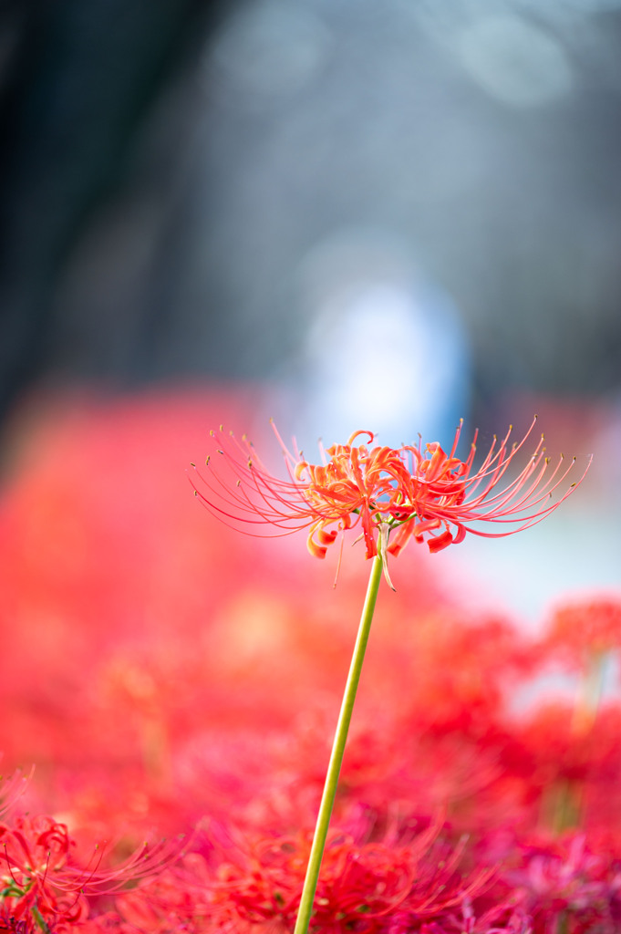 20251002_権現堂_DSC_3232-2