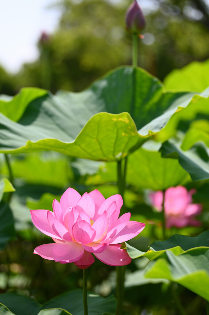 20250621_古代蓮の里_DSC_1313_2