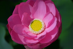 20250621_古代蓮の里_DSC_1296_2