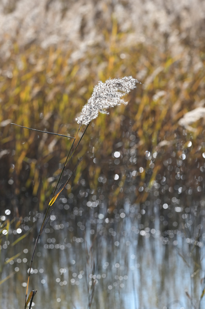 渡良瀬遊水地 20211205_06