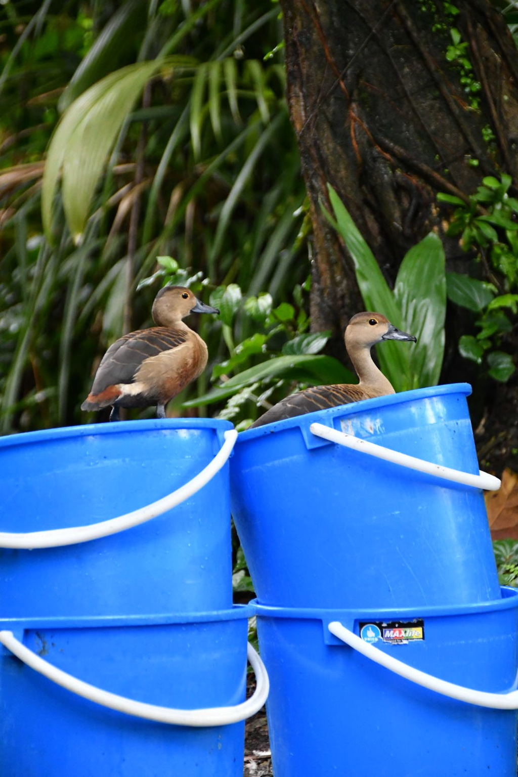 出張20日目 ジュロンバードパーク