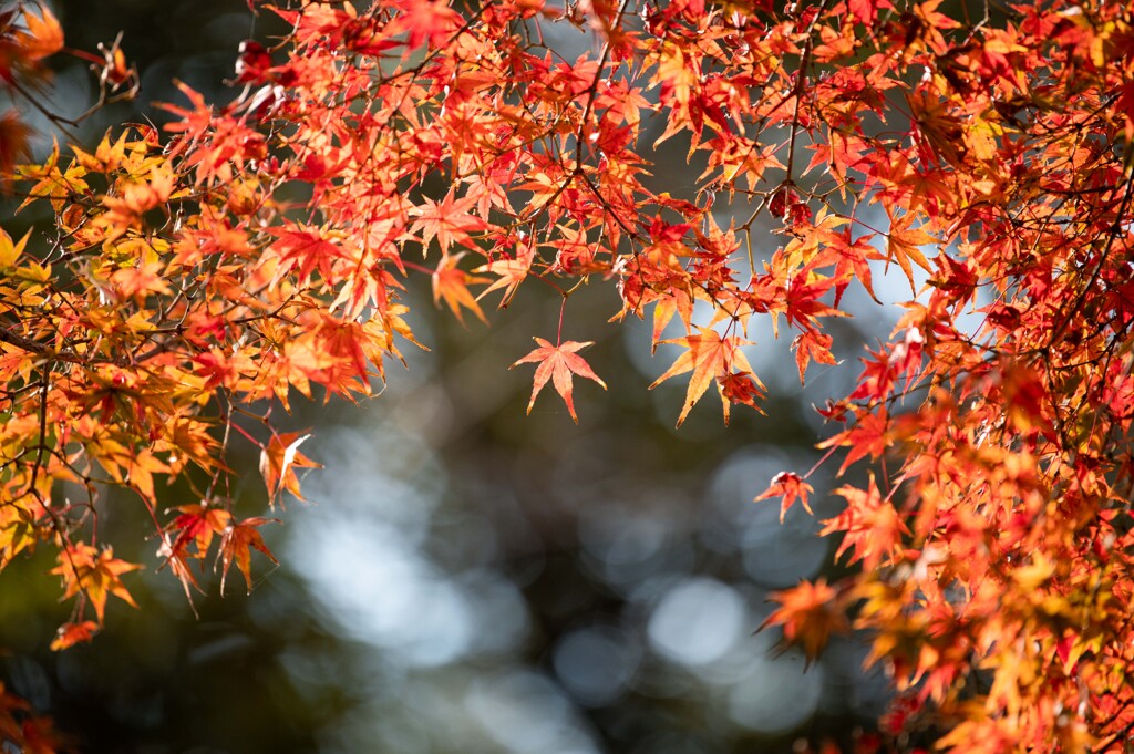 加須はなさき公園_20251124_DSC_3485-2