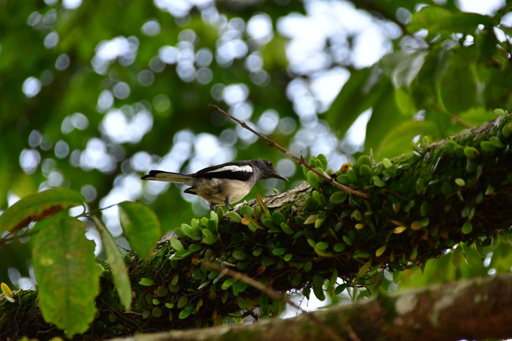 出張16日目 シンガポール植物園