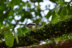 出張16日目 シンガポール植物園