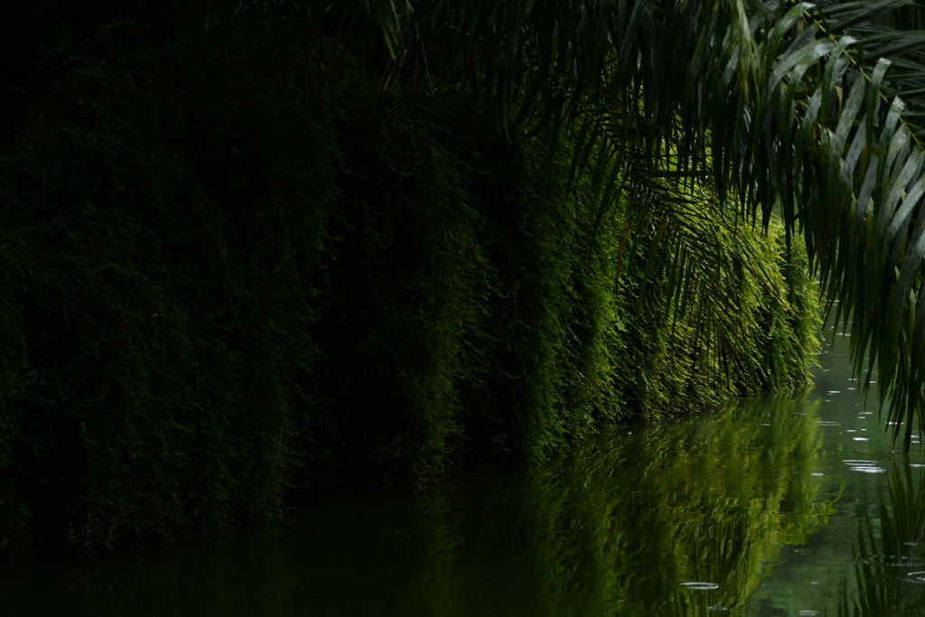 出張35日目 シンガポール植物園