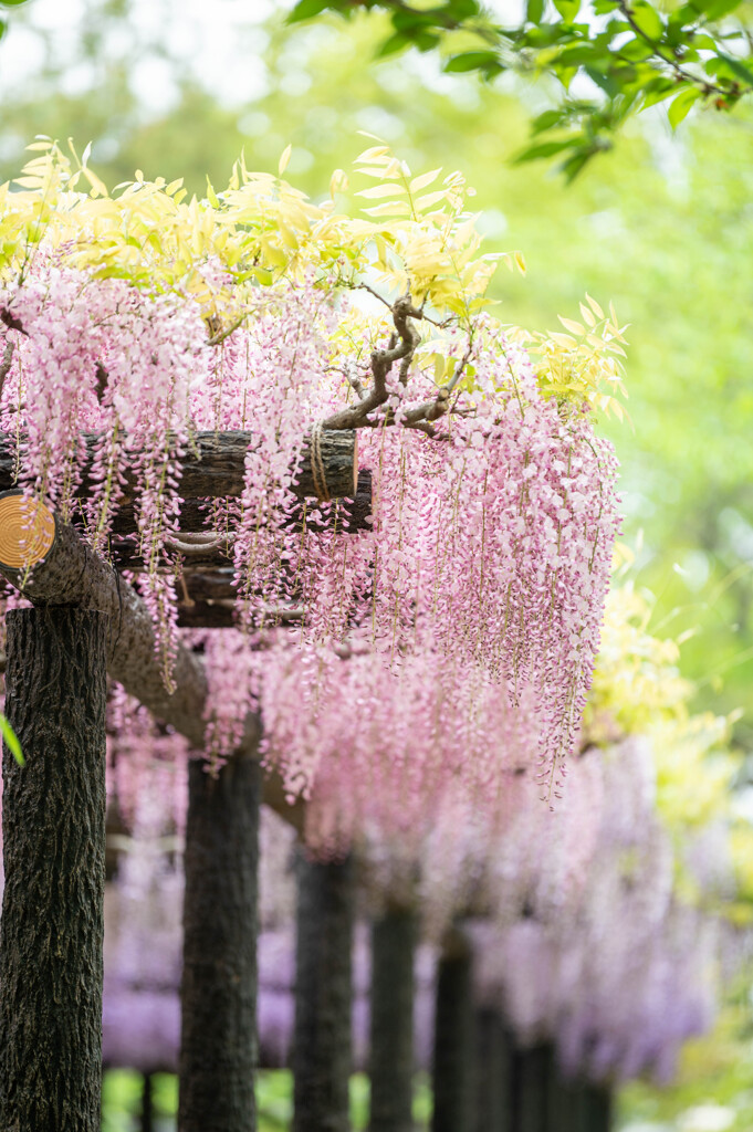 20250426_玉敷公園_DSC_0069-2