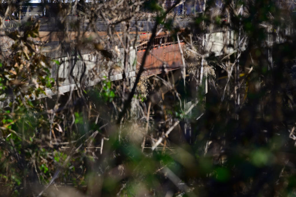 渡良瀬遊水地 20211205_09