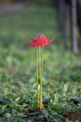 20251002_権現堂_DSC_3203-2