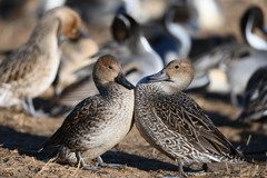 20260112 城沼 DSC_4173