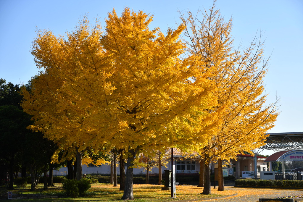 加須はなさき公園_20251130_DSC_9697