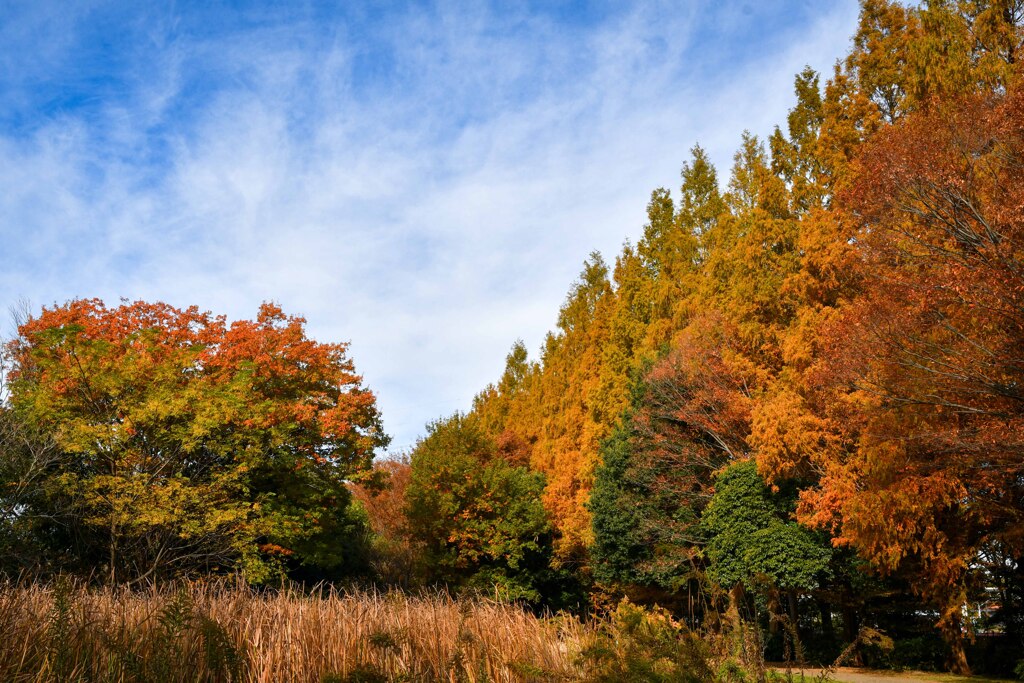 加須はなさき公園_20251124_DSC_9641-2
