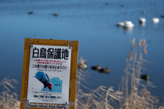 20260103 城沼 DSC_9787-2