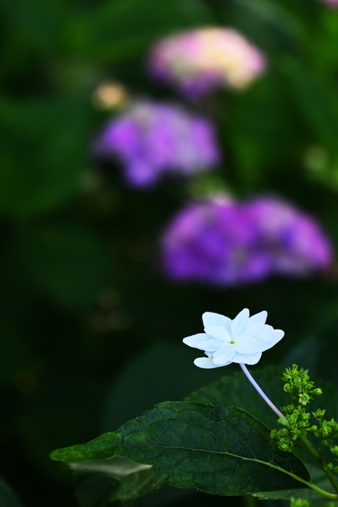 20250608_権現堂_DSC_1063_2_01