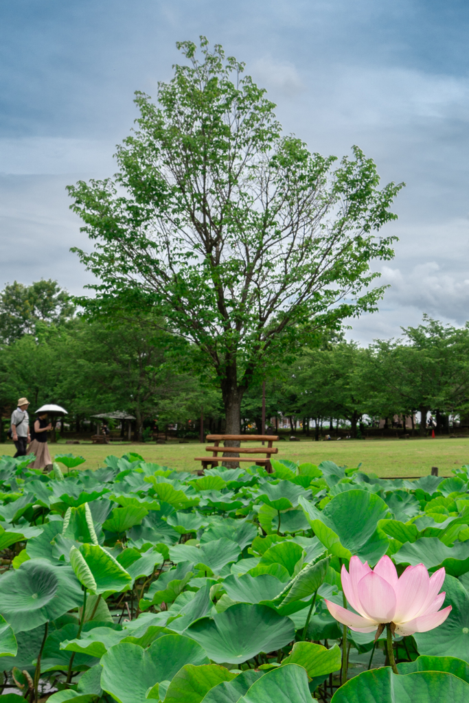 古代蓮の里①-09