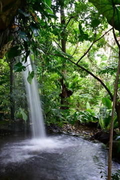出張16日目 シンガポール植物園