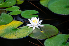 西日本出張_20250903_栗林公園_DSC_2219-3
