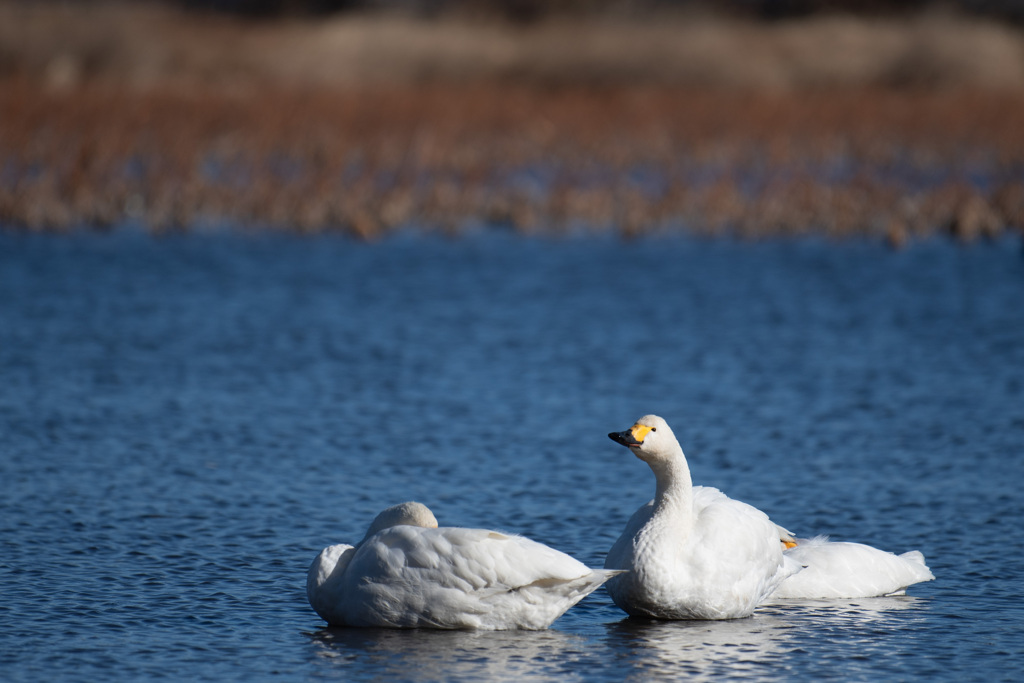 20260103 城沼 DSC_9856-2