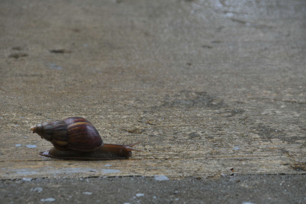 出張8日目 ニュートン マイマイ