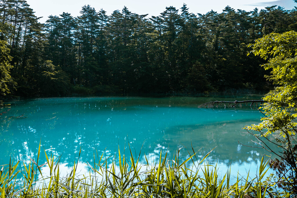 20250718_裏磐梯旅行_五色沼_DSC_1703-2