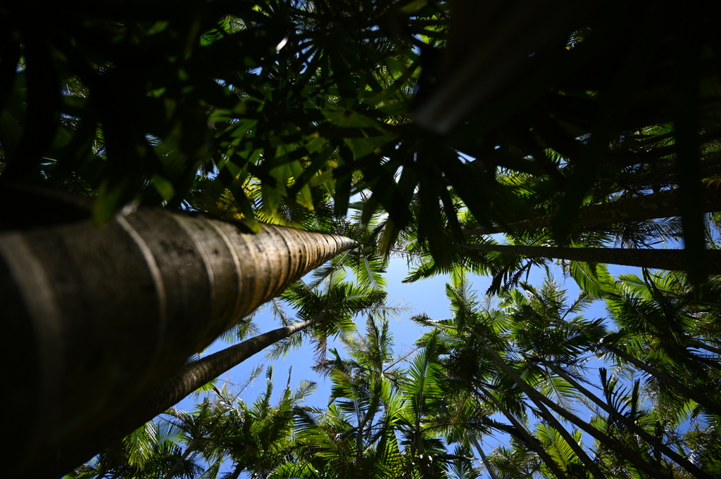 沖縄出張07_東南植物楽園
