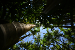 沖縄出張07_東南植物楽園