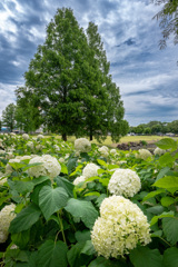 加須はなさき水上公園_04