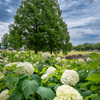 加須はなさき水上公園_04